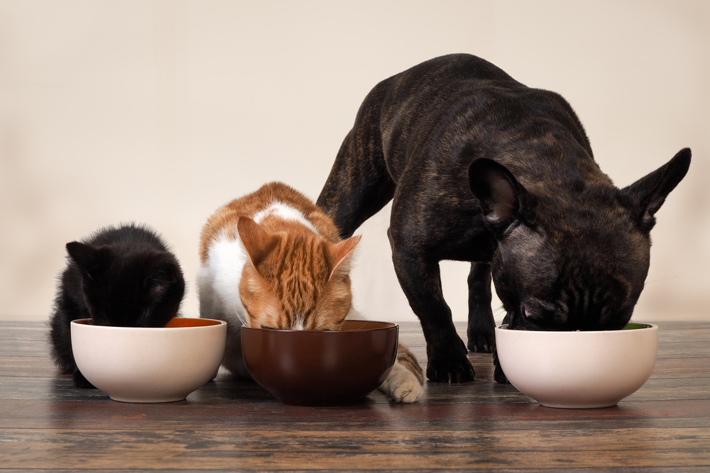 Maintaining a Healthy Diet for Your Beloved Pet