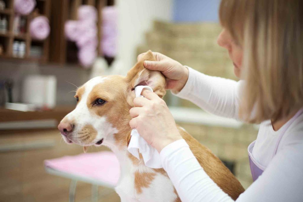 Caring for Your Furry Friend Keeping Your Pets Ears Clean and Healthy 1