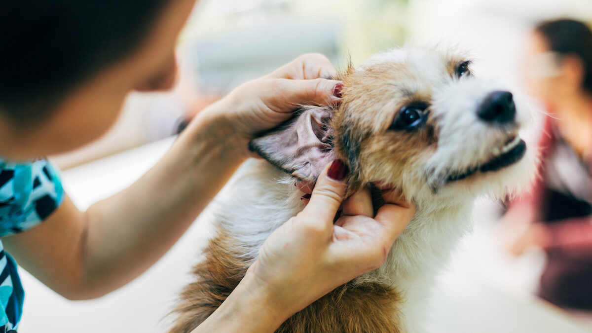 Caring for Your Furry Friend Keeping Your Pet’s Ears Clean and Healthy