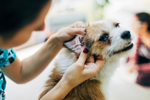 Caring for Your Furry Friend Keeping Your Pet's Ears Clean and Healthy
