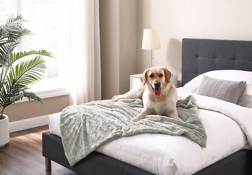 Creating a Comfortable Sleeping Area for Your Pet 1