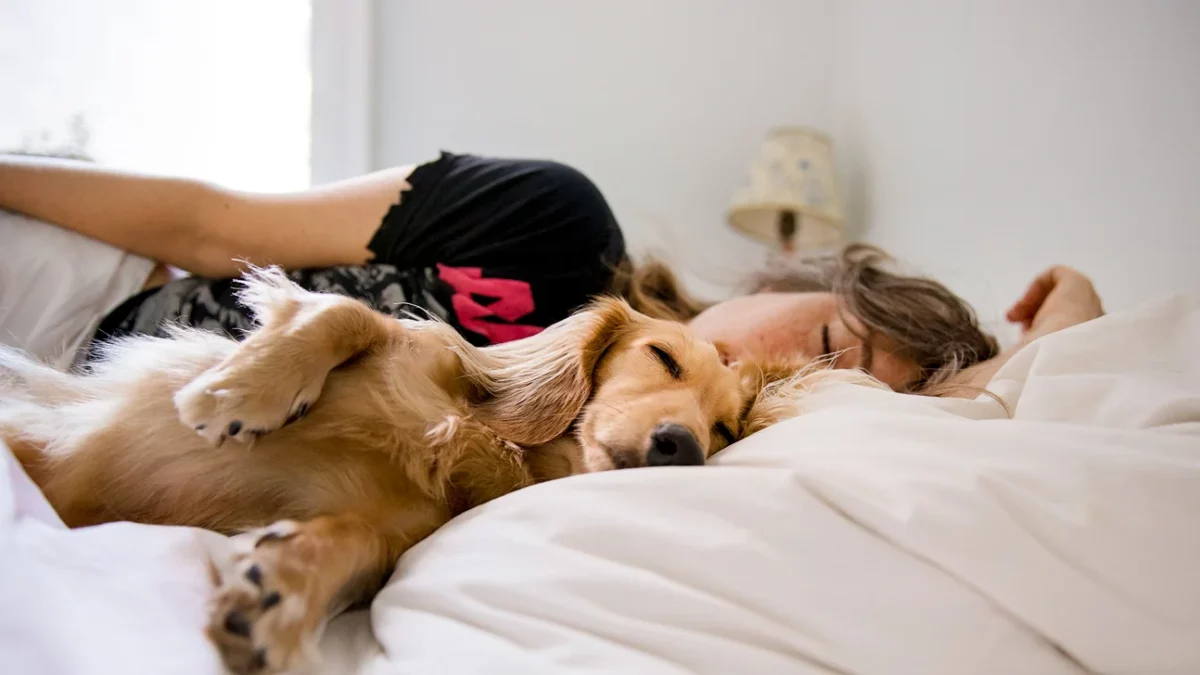 Creating a Comfortable Sleeping Area for Your Pet