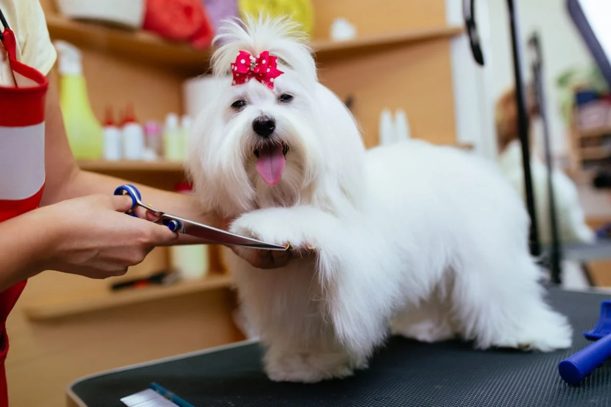 Tranquil Grooming Teaching Your Pet to Stay Calm During Grooming Sessions