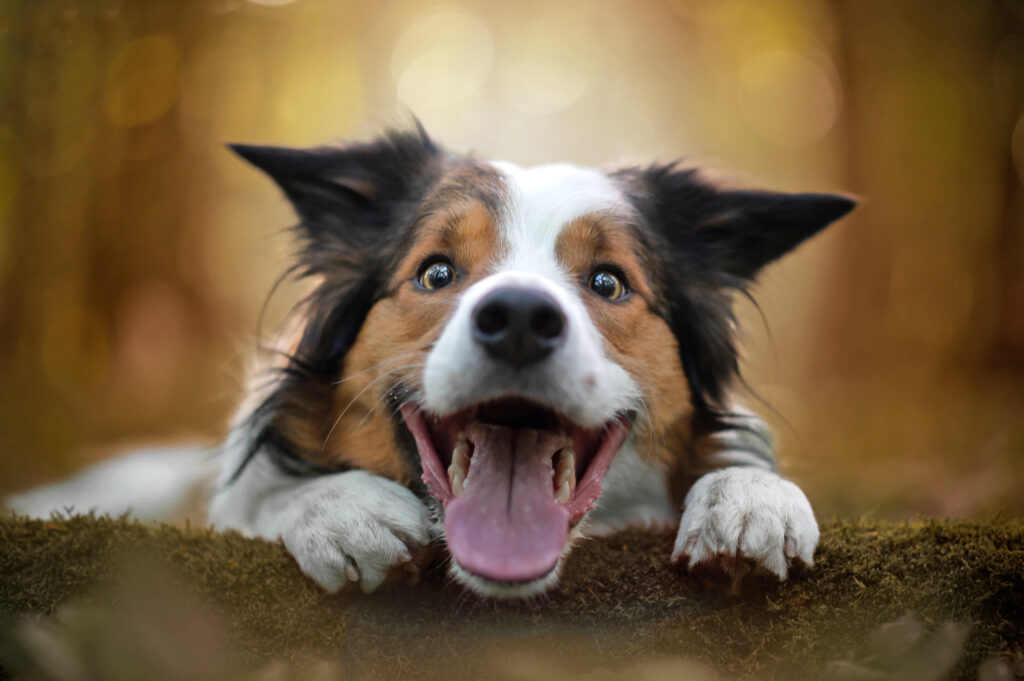 Understanding Stress in Your Pet Recognizing the Signs and Offering Support 4