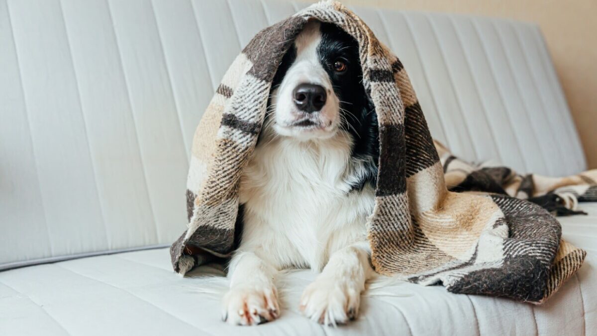 Understanding Stress in Your Pet Recognizing the Signs and Offering Support